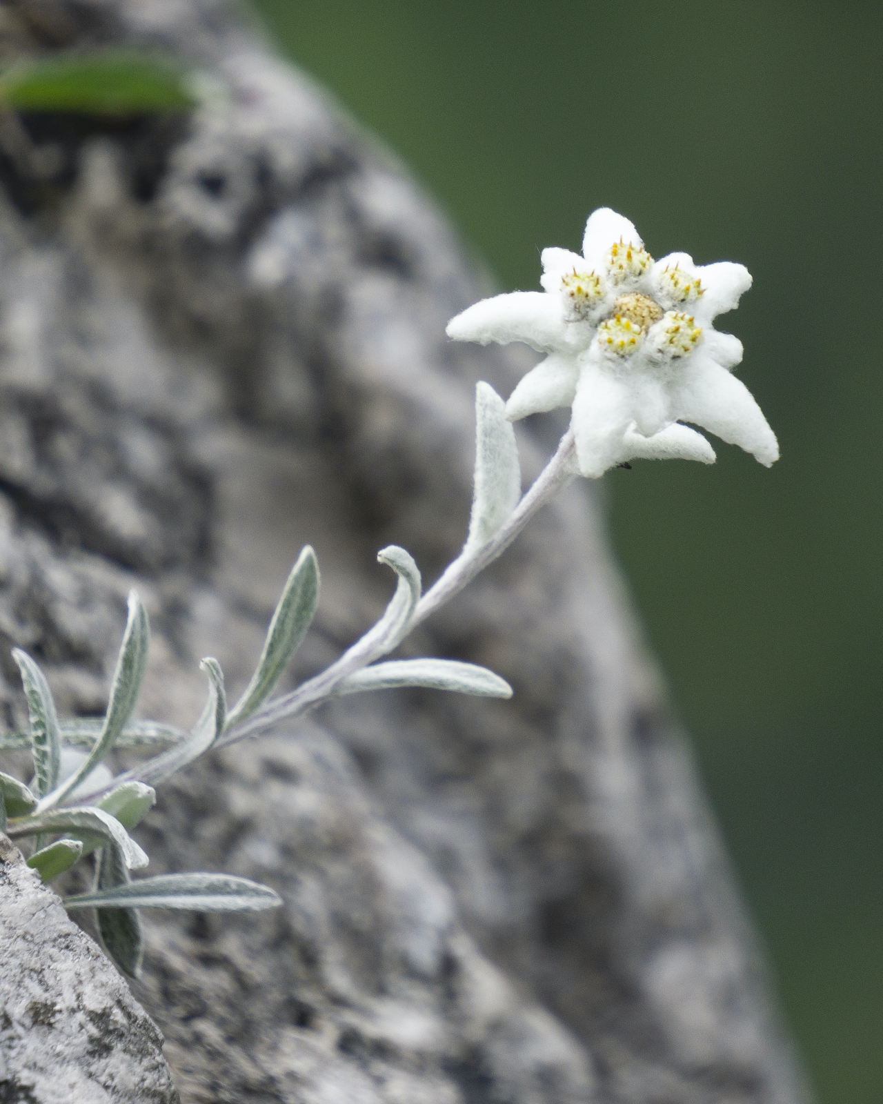 Edelweiss